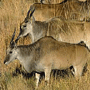 Cape Eland Cape Eland